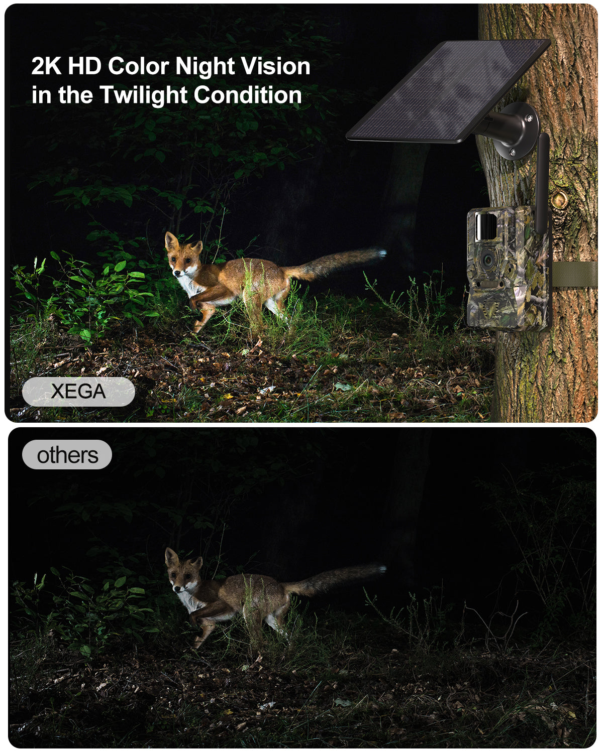 Xega 4G LTE solar trail camera captures a fox in 2K HD color night vision, compared to lower quality "others"