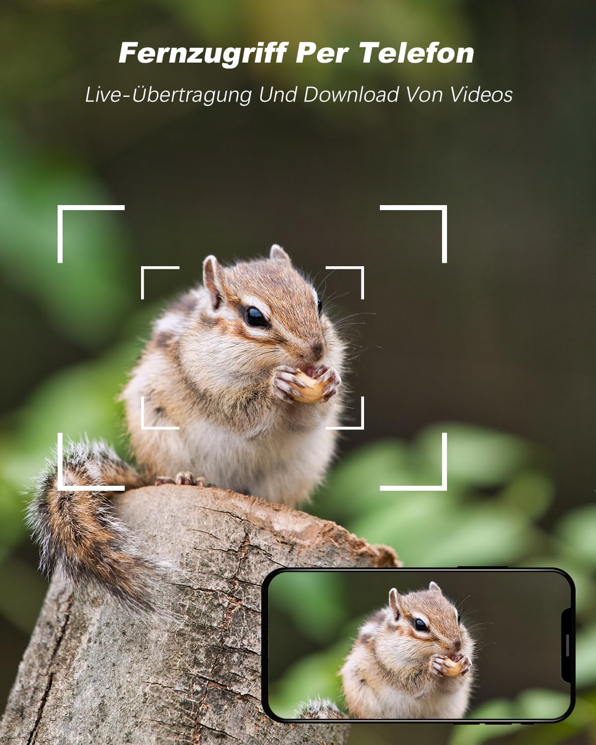 Streifenhörnchen auf Baumstumpf, live auf Smartphone per Xega 4G Wildkamera. 2K HD Fernzugriff zur Wildtierbeobachtung.