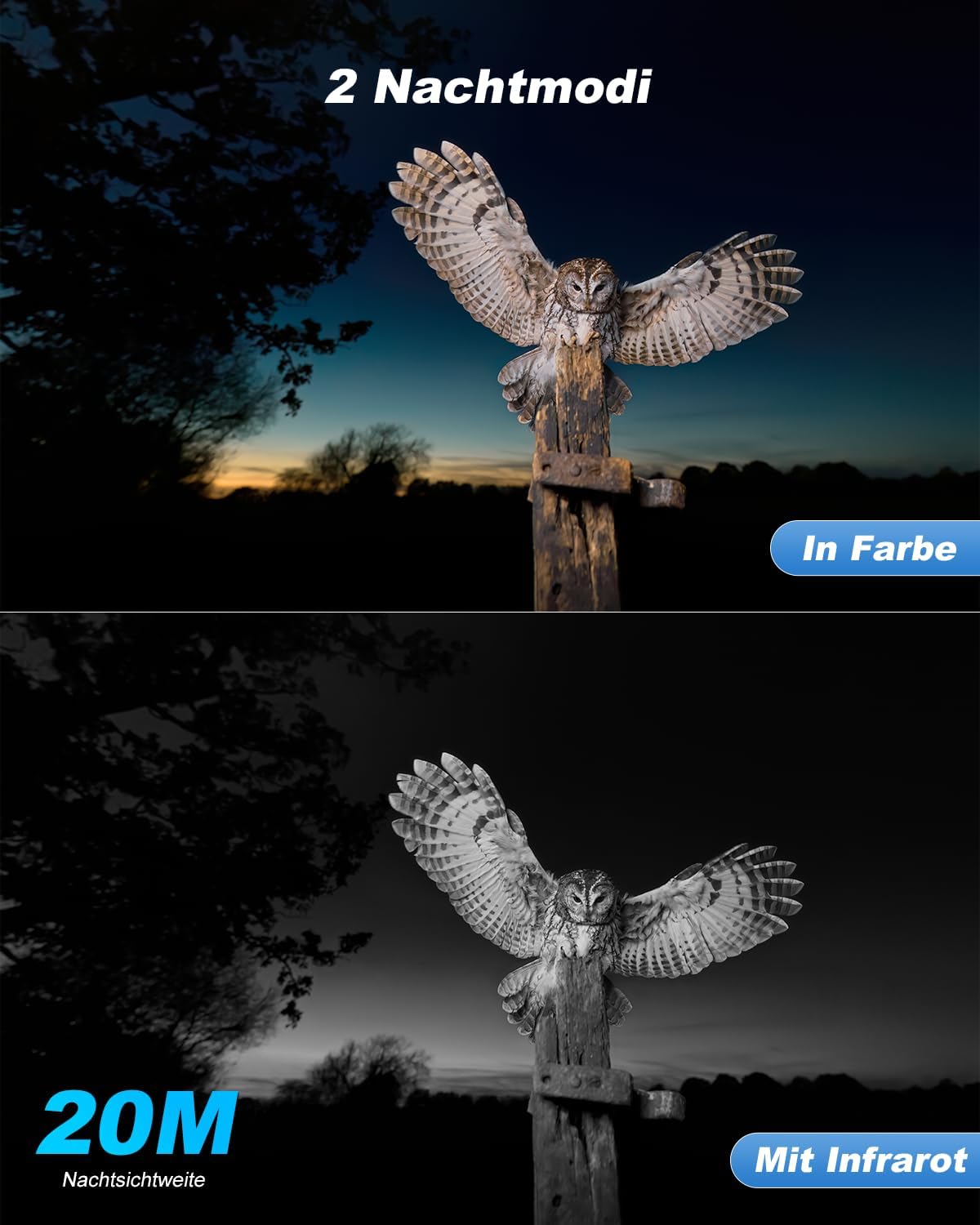 Xega 4G Wildkamera: Eule in Farb-Nachtsicht und Infrarot-Nachtsicht (S/W) bei 20M. Ideal für 2K HD Wildtier-Überwachung.